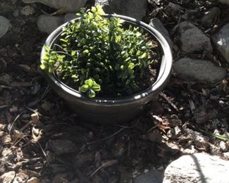 Outdoor Planter with Plant