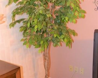 SILK TREE