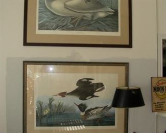 Fullscale lithographs, after Audubon, Birds of American. Possibly Amsterdam Edition.