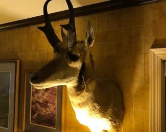 Taxidermy