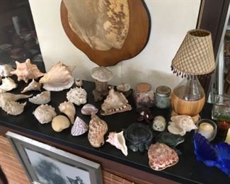 Lots of shells