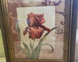 Iris