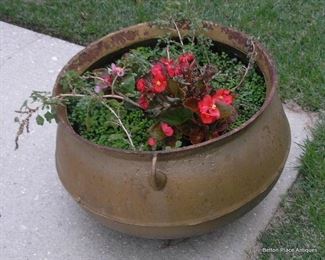 Cast iron pot with plant