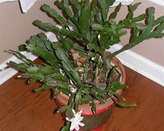 White Xmas Succulant