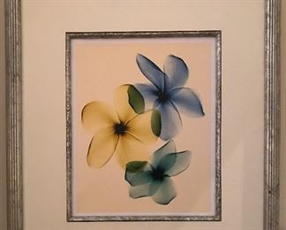 Framed floral radiography print "Plumeria" by Steven N. Meyers