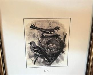 Vintage print of an antique bird etching