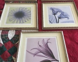 Steven M. Meyers floral radiography prints: Dahlia, Gloxinia, Hibiscus and bud, Datura, and Lily and bud