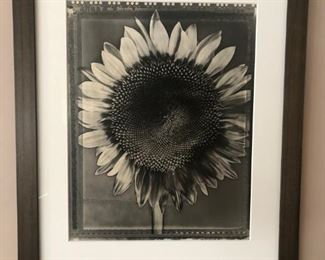 Tom Baril, Sunflower