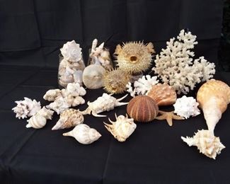 Large Lot of Sea Shells and Creatures