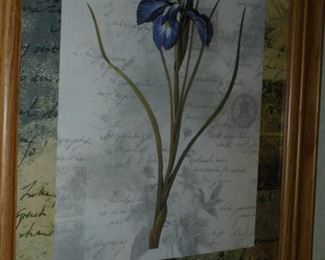 Picture of iris