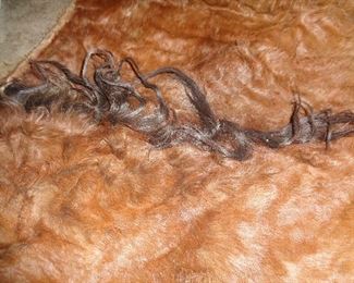 closeup of hairs along back of neck … a wildebeest?