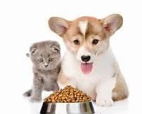 dog cat food
