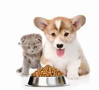 dog cat food