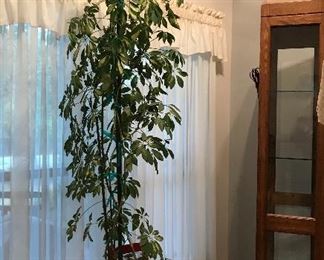 8 ft.tall plant