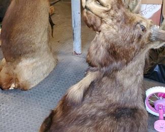 Elk head and moose head beautiful pieces already mounted ready to hang
