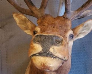 Elk head