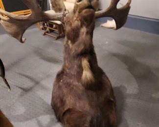 Moose head