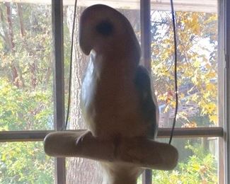 Yes, a parrot on a perch in a window in the house.