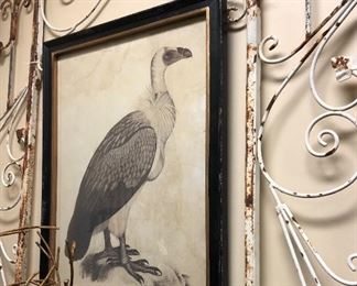 Framed Vulture Print