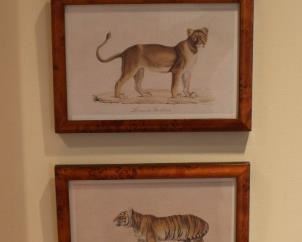 Four, beautifully framed, exotic cat prints. 