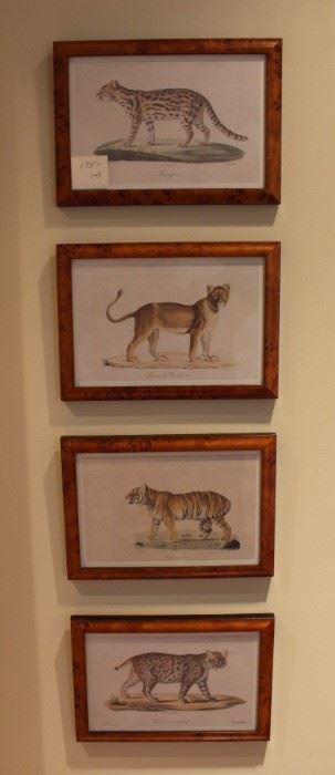 Four, beautifully framed, exotic cat prints.