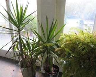 Garden Room off kitchen 