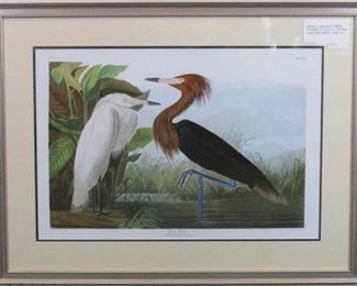 White Heron / Purple Heron by John Audubon