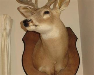 DEER MOUNT $50.00