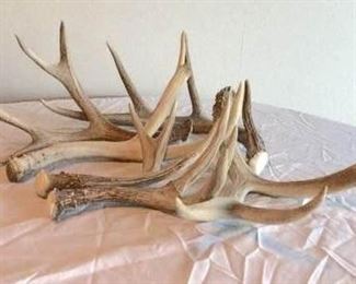 antlers