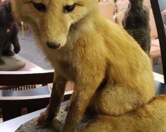 Taxidermy