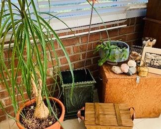 Live Plants
