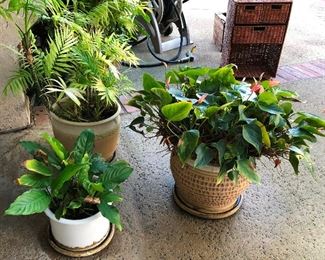 potted plants