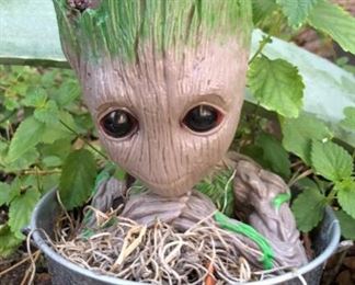 “Groot”! 