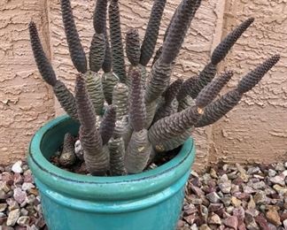 Potted Cacti