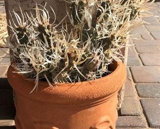 Potted Cacti