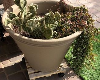 Potted Cacti