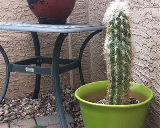 Potted Cacti