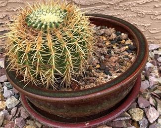 Potted Cacti