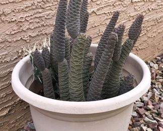 Potted Cacti