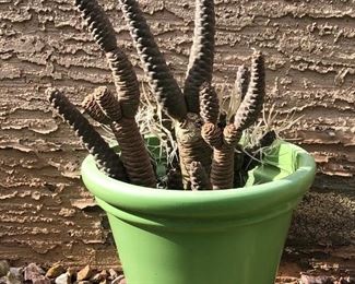 Potted Cacti