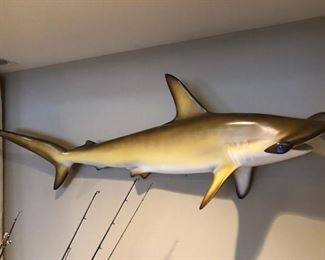 7 ft Golden Hammerhead shark mount