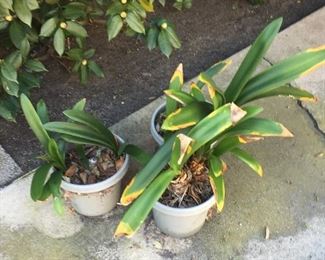 Beautiful, rare yellow Clivia plants.