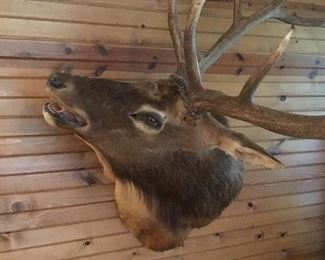 Elk