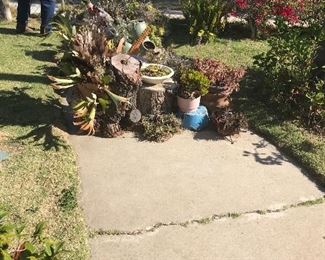 plants
