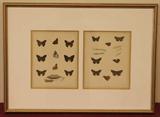 Colored Butterfly Print ca. 1890