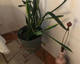 plant