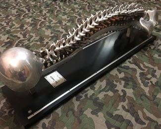 198 Spinal Demonstrator Closemin