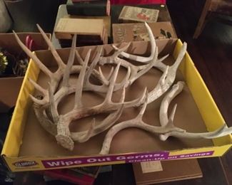 Deer antler sheds. 