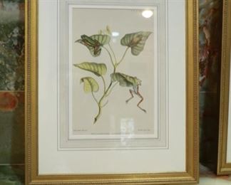 22 1/2 x 17 1/2 framed botanical print