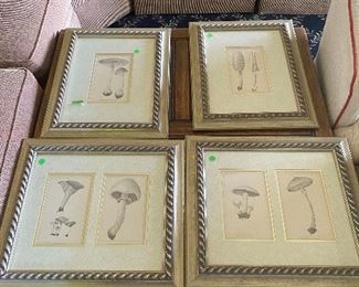 Antique Botanical Prints 